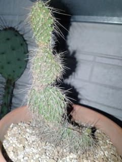 ひ*ろ様 opuntia powell wyoming オプンチア サボテン 多 ひ*ろ様 opuntia powell wyoming オプンチア サボテン 多 - メルカリ