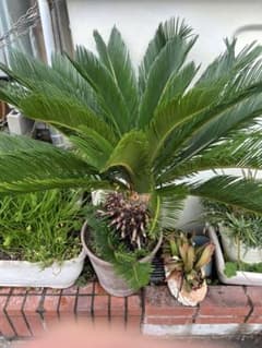 【メルカリ市限定値下げ 】ソテツ（葉・根カット発送） ソテツ 約80cm 観葉植物 - メルカリ
