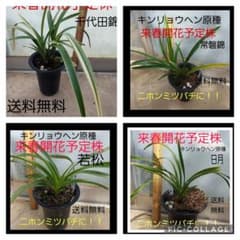 m65455589879_1.jpg?1730171727