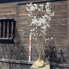 ミツバツツジ/白花/大株【現品発送】管理80193 - メルカリ