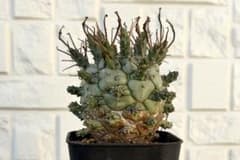 極上 特大株 ユーフォルビア デセプタ 実生 塊根植物 コーデックス①