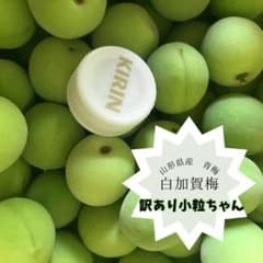 訳あり(25)1.2キロ♡山形県産うめ♡おためしサイズ小粒♡白加賀梅