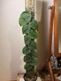モンステラ デュビア Monstera dubiaのサムネイル