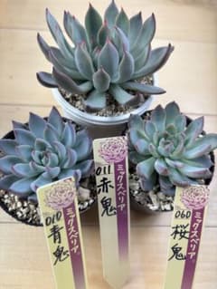 ㊽大きめ苗! 青鬼❣️円❣️もみじ飴❣️三日月❣️6苗メルカリ便送料込 多肉植物 葉挿し苗 青鬼 赤鬼 円 ミックスベリア おらい苗 - メルカリ