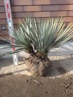 早いもの勝ち ユッカ ロストラータ す - メルカリ