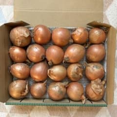 ミニミニ玉ねぎ(1.2kgサイズ) 20個セットのサムネイル