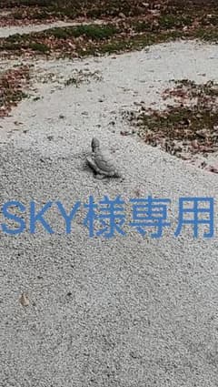 【SKY様専用ユニクロ  クルーネックセーター JW コラボ】のサムネイル