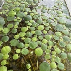アマゾンフロッグピット 浮き草 水草 (5株)のサムネイル