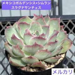 まみっち様 リクエスト 5点 まとめ商品のサムネイル