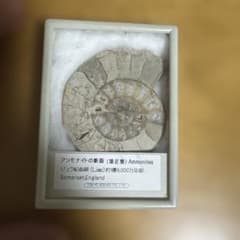 本物 アンモナイト化石 約8,000,000年前 サマセット産のサムネイル