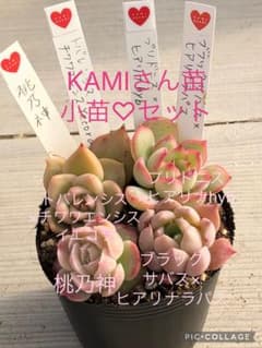 多肉植物 KAMIさん苗♡小苗セット - メルカリ