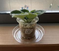 セントポーリア 葉挿し苗③のサムネイル