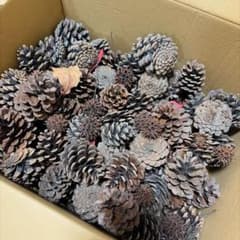 【大容量メガ盛り】天然木の実セット 松ぼっくり フウ 100個以上 リース素材のサムネイル