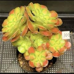 100#植物アエオニウム錦❤️サラダボール中斑錦❤️韶華❤️2大頭6小頭