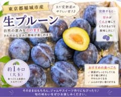 東京都稲城市産 生プルーン (スタンレイ)約1キロ 大玉　即日発送　農家直送のサムネイル