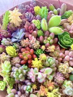 多肉植物 カット苗 ちま寄せ パック♪のサムネイル