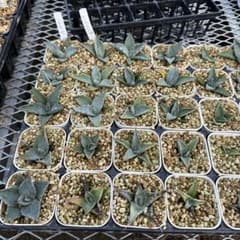 アガベ パリートランカータ34株パリージェントリー5株まとめ売り