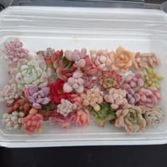 〖名前無し〗多肉植物小さなカット苗セット❀のサムネイル