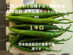 ご購入されて収穫する！農家直送!鮮度抜群!激辛品種ホットパラソルex1