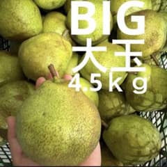 【大玉】山形県産加工用ラフランス4.5キロ(箱資材込　硬いラフランス②のサムネイル