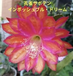 m*z様 ⭐️超レア‼️希少‼️孔雀サボテン、インポッシュブル・ドリーム