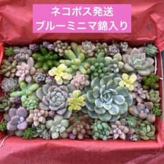 多肉植物　カット苗詰め合わせのサムネイル