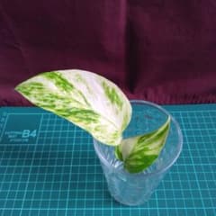 ポトス　特大マーブルクイーンのサムネイル
