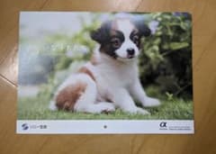 2026年犬カレンダー 壁掛け SONY生命のサムネイル