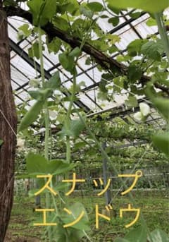 5月13日頃発送予定！！新鮮スナップエンドウ500gのサムネイル