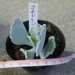 多肉植物 銀波錦のサムネイル