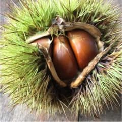 津和野町の栗☆ 採れたて1．5キロですのサムネイル