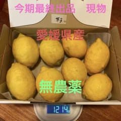 ⭐️③ 愛媛県産無農薬レモン8個 1214gのサムネイル