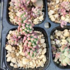 多肉植物スプリングワンダー×乙女心抜き苗4cmポット入りもりもり顔出し