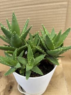 アロエ　不夜城　多肉植物　鉢込みのサムネイル