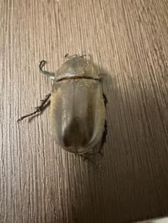 韓国産カブトムシ メス単品 標本のサムネイル