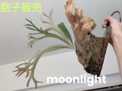 胞子葉丸ごと配送 胞子販売 moonlight むーんらいと ビカクシダのサムネイル