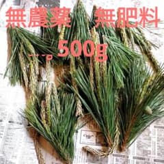 生松葉　新芽　葉　枝付き 　農薬不使用　無肥料 500g　松葉茶のサムネイル