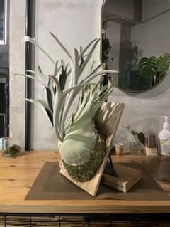 P.veitchii Auburn river sp pupのサムネイル