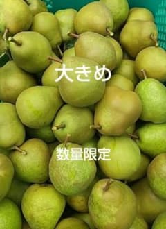 大きめ　ラ・フランス　硬いまま　箱込み約10kg未満　数量限定　約30玉のサムネイル