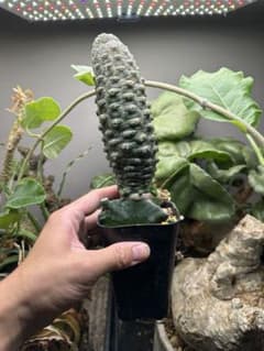 コレクション株 ユーフォルビア ギムノカリキオイディス 接木※鉢ごと発送 コレクション株 ユーフォルビア ギムノカリキオイディス 接木※鉢ごと