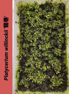 (レア)P willinckii wild 龍巻　前葉体　タッパーごとのサムネイル