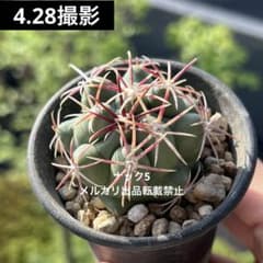 紅鷹15テロカクタス (検索)サボテン眠獅子天晃 鶴武者 鶴巣丸 緋冠竜