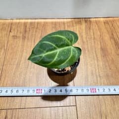 特価】アンスリウム マグニフィカム×ブラッククリスタリナム25 - メルカリ