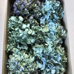 紫陽花ドライフラワー E10 70サイズ 北海道産 - メルカリ