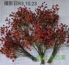 野ばらの実　約20センチ　50本　　　　　　　R3.10.23採取のサムネイル