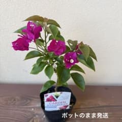 ブーゲンビリア ブーゲンビレア 苗 ポットのまま発送 - メルカリ