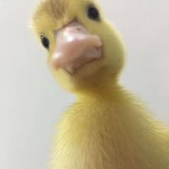 【専用】イエローのサムネイル