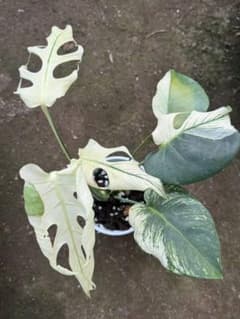 E36Monstera モンステラ 白幽靈 新種初販売 TC株のサムネイル