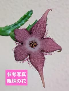 [土日限定SALE]多肉植物　ガガイモ　スタペリア　アンゴレンシス　抜き苗発送のサムネイル