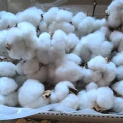 綿の実　コットンフラワーのサムネイル